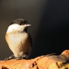 Sykora luzni - Parus montanus - Willow Tit 9026